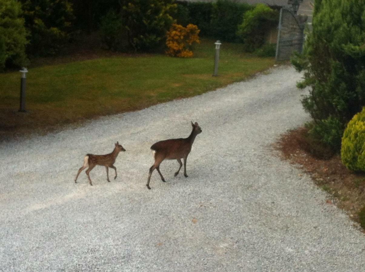 An Bruachan B&B Kenmare Eksteriør billede